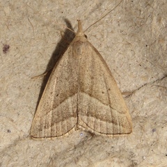 Macrochilo absorptalis