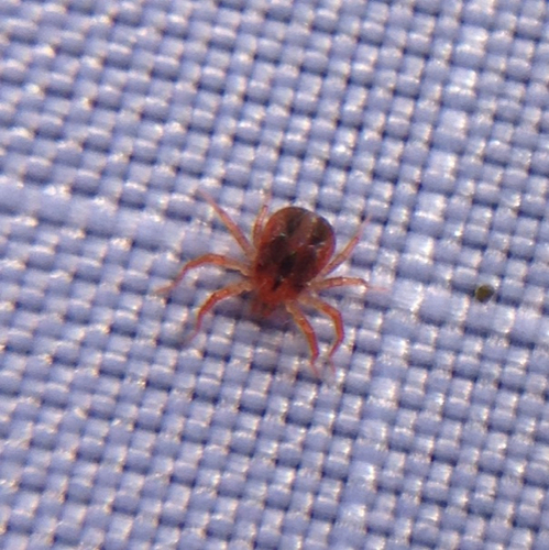 Anystidae