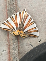 Pityeja histrionaria