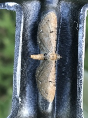 Eupithecia assimilata