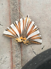 Pityeja histrionaria