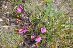 Pedicularis kerneri