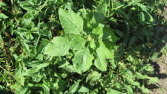 Amaranthus retroflexus