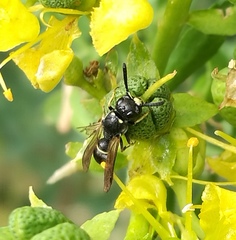 Microdynerus longicollis