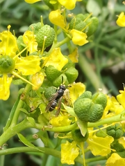 Microdynerus longicollis