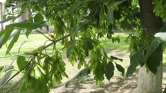 Acer negundo