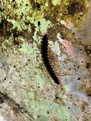 Chondrodesmus chamberlini · iNaturalist