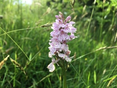 Dactylorhiza maculata ericetorum