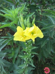 Oenothera jamesii