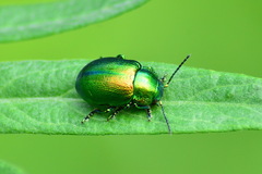 Oreina sulcata