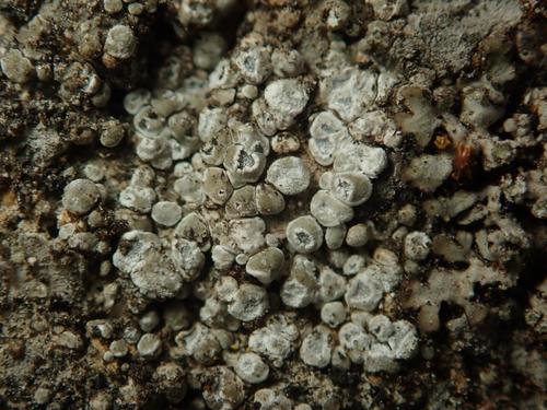 Chiseled Sunken Disk Lichen