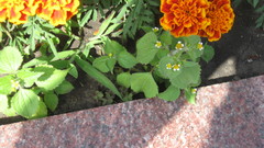 Galinsoga quadriradiata