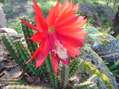 Disocactus speciosus