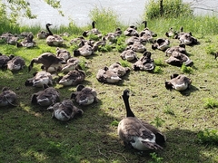 Branta canadensis