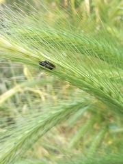Andrena colletiformis