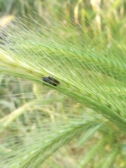 Andrena colletiformis
