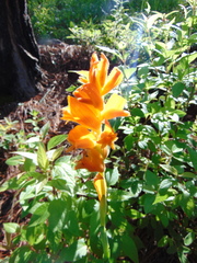 Dichromanthus aurantiacus