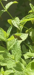 Lepidoptera