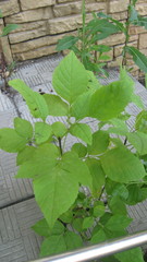 Fraxinus pennsylvanica
