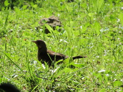 Turdus pilaris