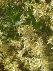 Clematis flammula