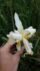 Iris orientalis