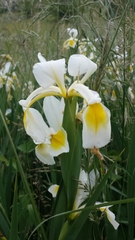 Iris orientalis