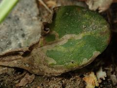 Phytomyza plantaginis