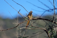 Colius striatus rhodesiae