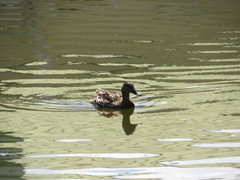 Anas platyrhynchos