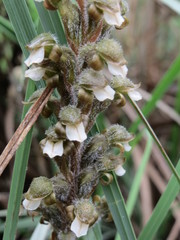 Sarcoglottis schaffneri