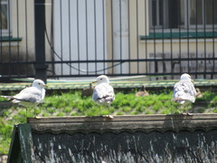 Larus canus