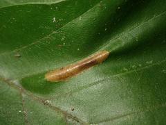 Phyllonorycter maestingella