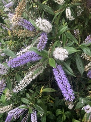 Veronica × andersonii