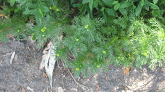 Matricaria discoidea