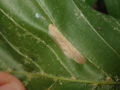 Phyllonorycter maestingella