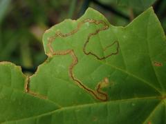 Stigmella aceris