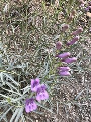 Penstemon sepalulus