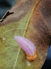 Mimocalla gigantea