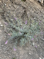 Penstemon sepalulus