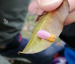 Mimocalla gigantea