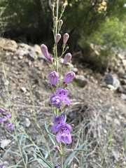 Penstemon sepalulus
