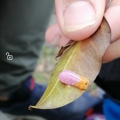 Mimocalla gigantea
