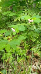 Apocynum androsaemifolium image