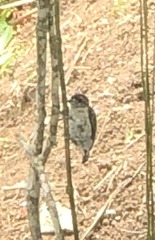 Picumnus squamulatus