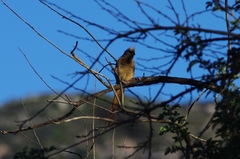 Colius striatus rhodesiae