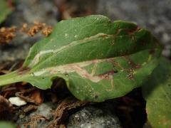 Phytomyza plantaginis