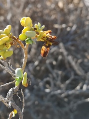 Tetraena prismatocarpa
