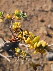 Tetraena prismatocarpa