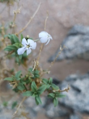 Jamesbrittenia fruticosa